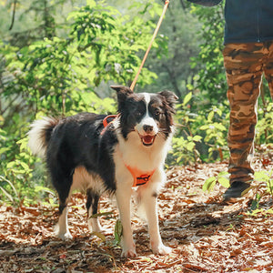 Harnais et laisse rétractable tout-en-un pour chien（130cm）