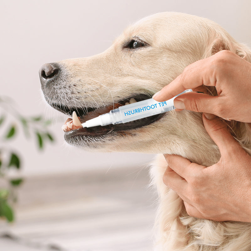 Nouveau stylo brosse à dents pour animaux de compagnie