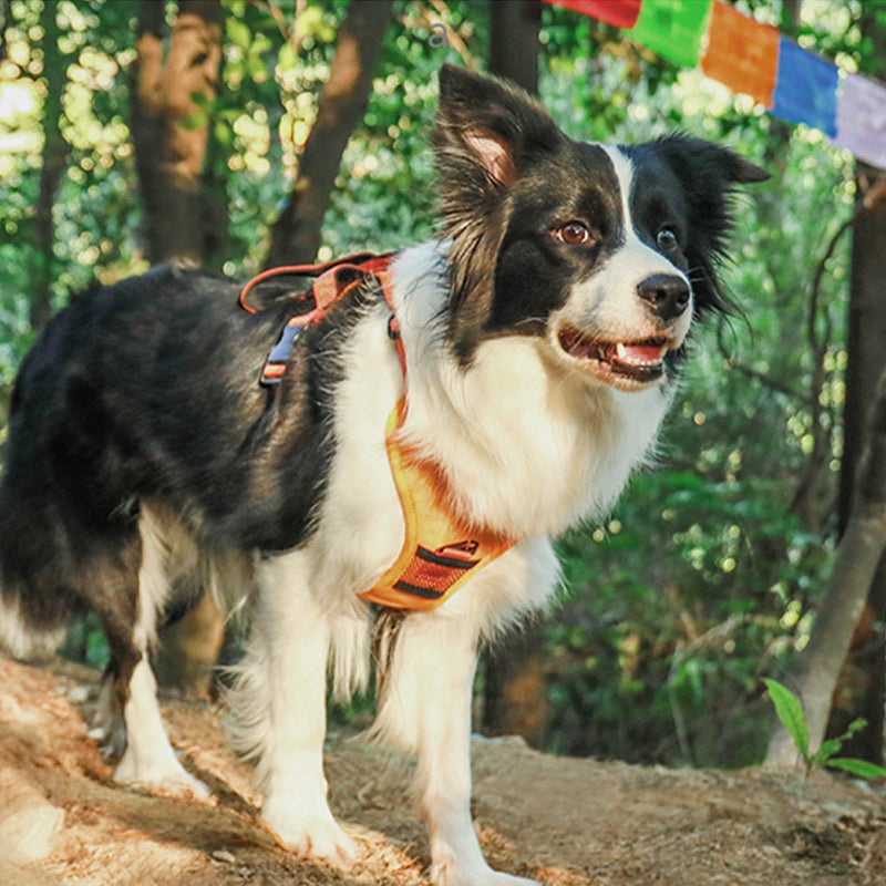 Harnais et laisse rétractable tout-en-un pour chien（130cm）