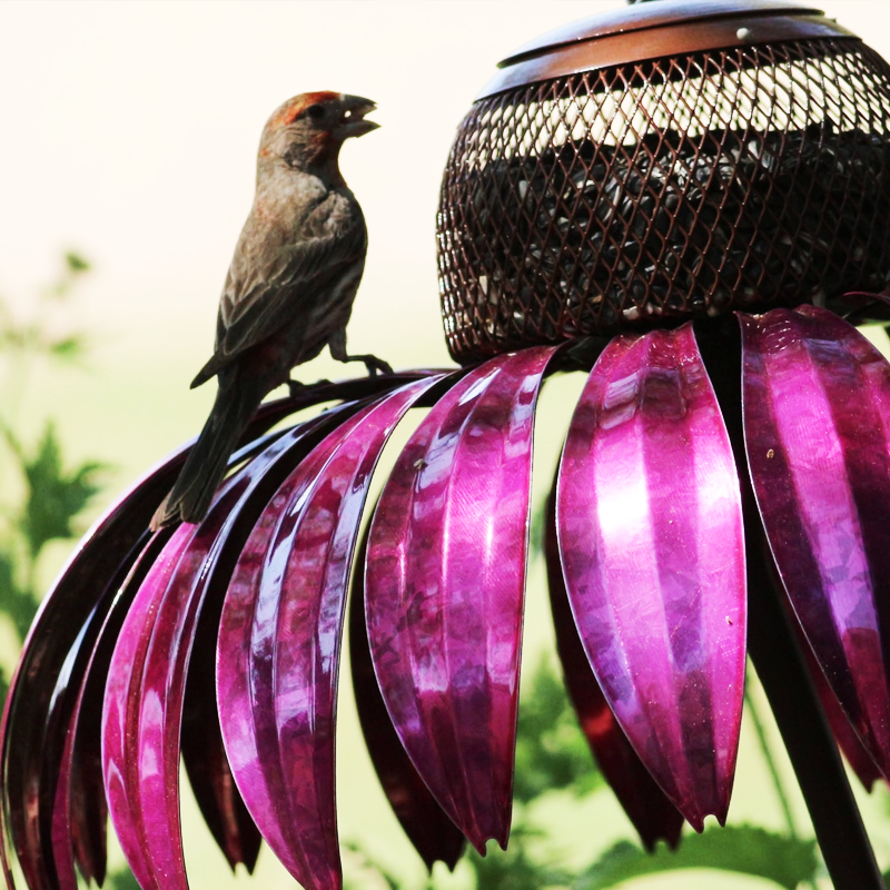 Mangeoire à Oiseaux d'Échinacée