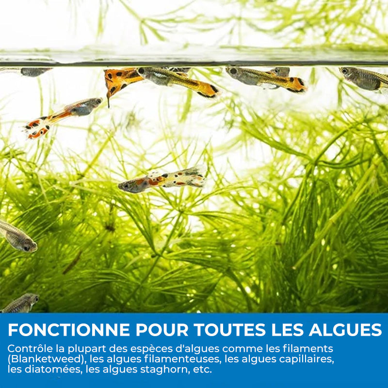 Poudre Purifiante pour Aquarium