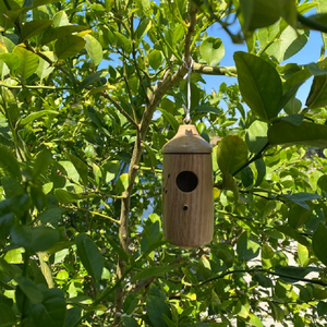 Maison de colibri en bois